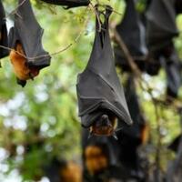 kampung-halaman-presiden-jokowi-lockdown-codot-di-pasar-depok-dimusnahkan