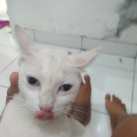 ask-tolong-gan-kucing-ane-kena-sakit-mata