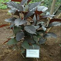 pengalaman-sakit-wasir