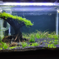 aquascape-for-everyone-learning-and-sharing---part-4