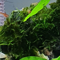 aquascape-for-everyone-learning-and-sharing---part-4