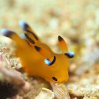 kenalin-thecacera-pacifica-si-siput-laut-yang-mirip-pikachu