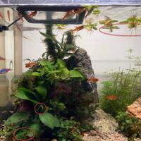 aquascape-for-everyone-learning-and-sharing---part-4