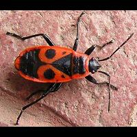 japanese-red-bug-kisah-perjuangan-sang-ibu-serangga