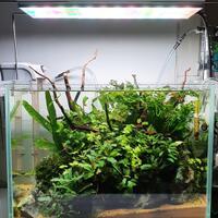 aquascape-for-everyone-learning-and-sharing---part-4