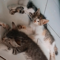 kemampuan-yang-luar-biasa-di-balik-wajah-manis-dan-menggemaskan-si-kucing