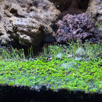 aquascape-for-everyone-learning-and-sharing---part-4