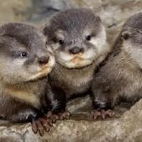 otter-hewan-peliharaan-yang-populer-di-zaman-now