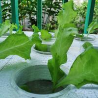 fresh-chapter-of-dear-diary---part-1