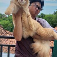 4-ras-kucing-dengan-genetik-aneh-tapi-menarik