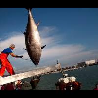 kenapa-ikan-tuna-sirip-biru-harganya-sangat-mahal