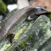 kampung-canoners-reborn