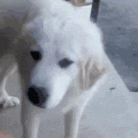 pemerintah-pusat-harus-tegas-dan-berani-ambil-resiko