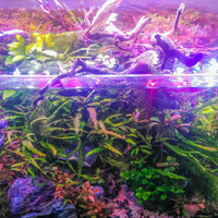 aquascape-for-everyone-learning-and-sharing---part-4