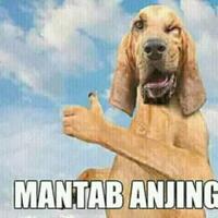 foto-anjing-ini-berhasil-bikin-143-ribu-orang-bingung-dan-terheran-heran-liat-deh