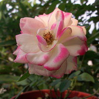 motolovers--983498349834lounge-zine-zn5983498349834---read-page-1-first