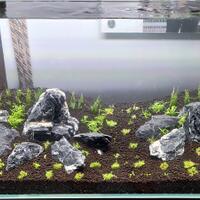 aquascape-for-everyone-learning-and-sharing---part-4