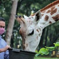 anies-baswedan-inspeksi-ragunan-yang-ditutup-sejak-wabah-covid-19