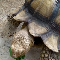 yang-punya-peliharaan-mari-gabung-di-mumpungdirumah-challenge-vol-7