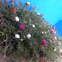 krokot-bunga-jadul-yang-tetap-jadi-primadona