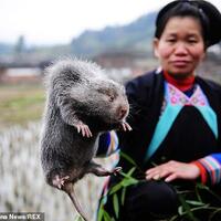 sebelum-virus-corona-tikus-bambu-jadi-makanan-paling-hits-di-china