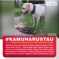 bikin-heboh-sandiwara-sukses-bebek-kelabuhi-predator-ini-banjir-pujian-netizen