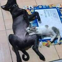 kaskuser-bantu-indonesia-pulih-dari-covid19-yuk-barengan-penuhin-gelas-cendolnya-gan---part-2