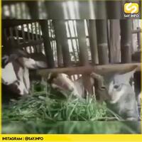 vidio-kucing-makan-rumput-di-kandang-kambing-salah-gaul-atau-ada-penjelasan-lain