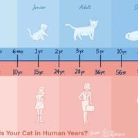 inilah-5-kepribadian-kucing-yang-harus-kamu-ketahui