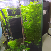 aquascape-for-everyone-learning-and-sharing---part-4