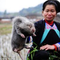 diprotes-karena-lebih-memilih-impor-jamu-china-dpr-salahnya-di-mana-sih