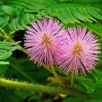 7-tanaman-liar-di-sekitar-rumah-ini-bisa-dijadikan-obat-lho-gan