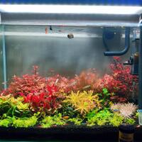 aquascape-for-everyone-learning-and-sharing---part-4