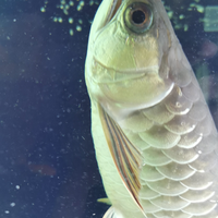 arowana--new-thread----part-1