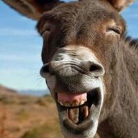 jokowi-kurva-corona-harus-turun-bulan-mei-dengan-cara-apapun