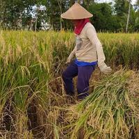 petani-mau-dapat-rp-600000-dari-jokowi-ini-syaratnya