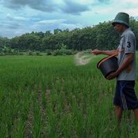 tak-cuma-ibu-kota-jokowi-incar-lahan-sawah-baru-di-kalimantan