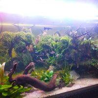 bahan-dasar-aquascape