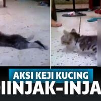 3-perempuan-pelaku-injak-anak-kucing-sampai-mati-bukan-di-malaysia