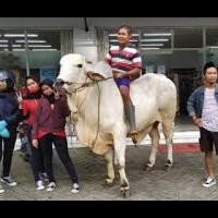 mantap-betul--pria-ini-berbelanja-menunggangi-sapi-sambil-menghibur-warganya