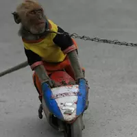 sarimin-tak-lagi-ke-pasar-karena-disiksa--fakta-pahit-topeng-monyet-di-indonesia