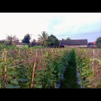 ramadhanku-tahun-ini-mari-kita-berkebun