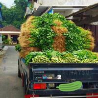 lagi-viral-pedagang-buang-sayuran-ke-sungai