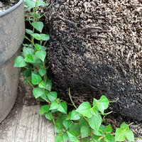 18-tanaman-yang-dapat-diolah-menjadi-beraneka-menu-lezat-lauk-daun