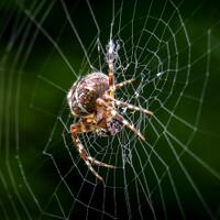 ternyata-laba-laba-dapat-makan-semua-manusia-hanya-dalam-1-tahun