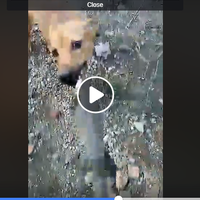 inggris-mulai-uji-coba-deteksi-corona-lewat-anjing-pelacak