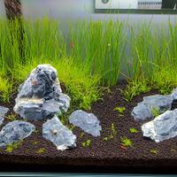 aquascape-for-everyone-learning-and-sharing---part-4