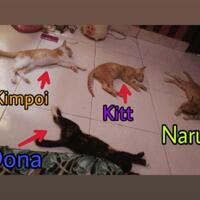 perilaku-homoseksual-pada-kucing