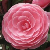 keajaiban-untuk-memenangkan-cinta-when-the-camellia-blooms-bisa-membuktikannya-lho