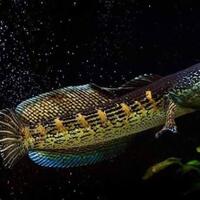11-jenis-ikan-snakehead-yang-bagus-untuk-menghiasi-aquarium-anda-dirumah